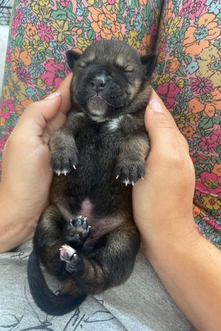 1 Eleven-newborn-puppies-with-umbilical-cords-still-attached-dumped-in-bin-bag-in-woods (1)