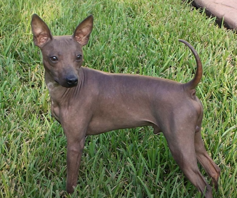 American Hairless Terrier