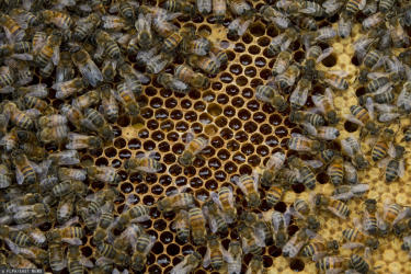 Rolnik - pszczoły