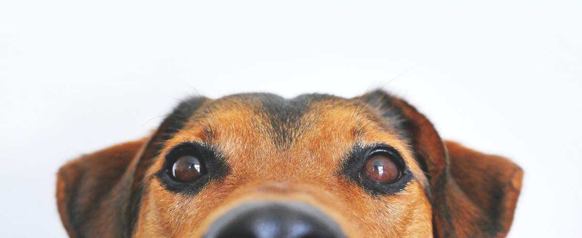 Najczęstsze choroby oczu u psów: rozpoznanie, leczenie, zapobieganie