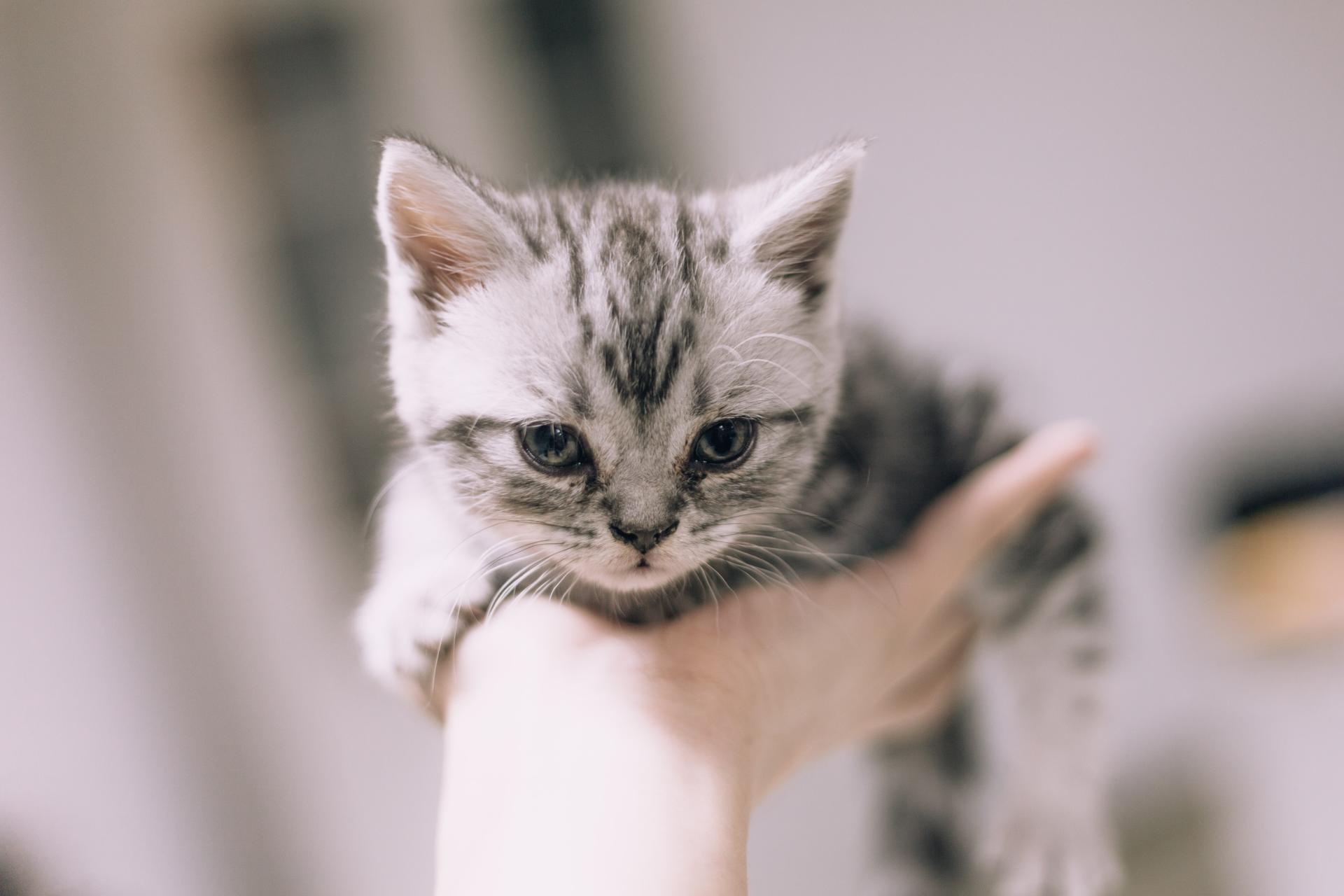 Małe kotki - najmniejsze rasy kotów na świecie