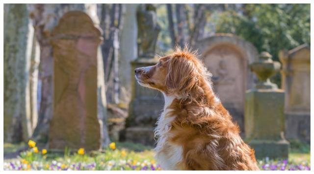Zdjęcie ilustracyjne: pies na cmentarzu