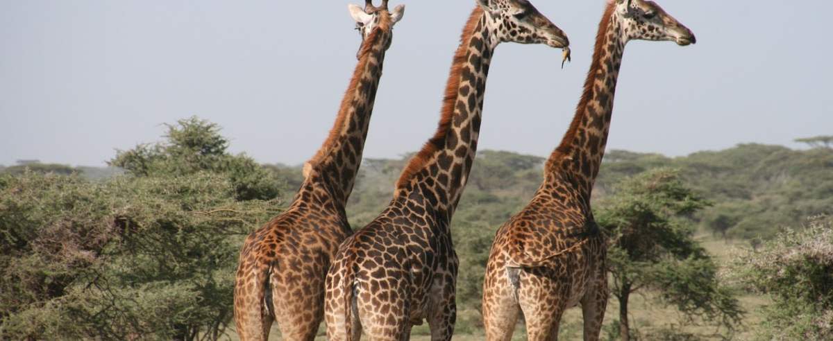 Żyrafa - wysoki ssak rekordzista