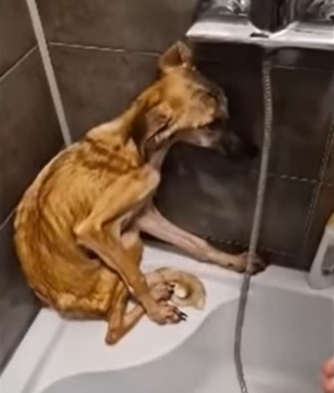Pies w fatalnym stanie zostaje po raz pierwszy wykąpany. Trudno opanować wzruszenie (2)