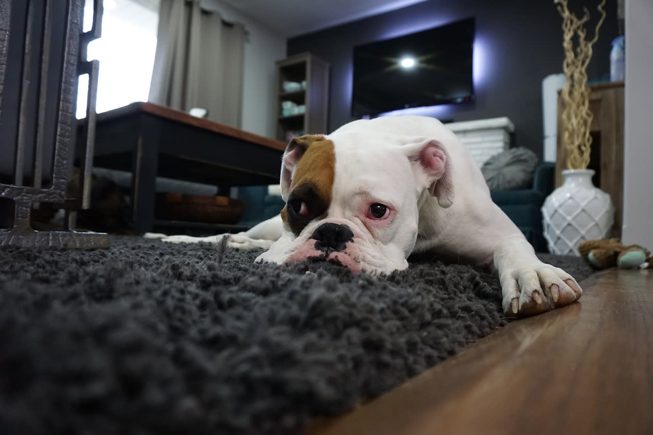 pies na dywanie