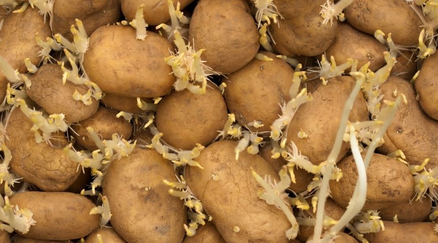 Czy ziemniaki z kiełkami są jadalne? Wyjaśniamy raz na zawsze