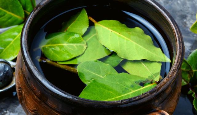 Herbata z liści laurowych 