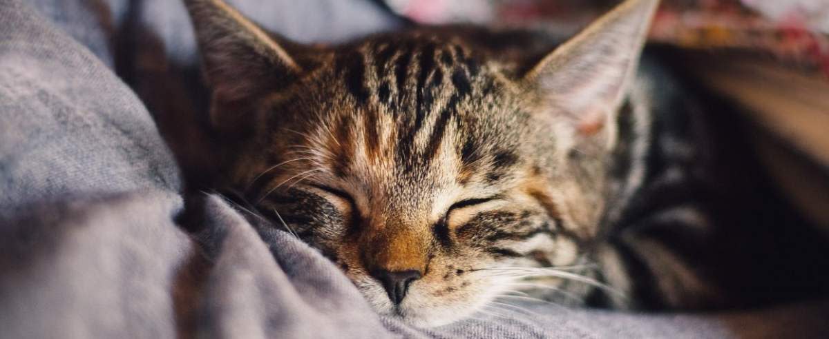 Jak śpią wasze kociaki?
