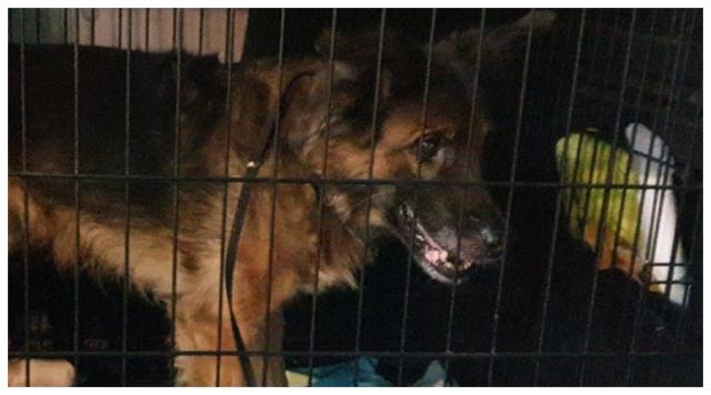 Porażająca interwencja obrońców zwierząt w Warszawie. Właścicielka nie wypuszczała psa przez 5 lat
