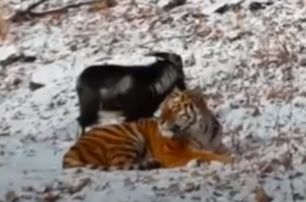 tygrys i kozioł