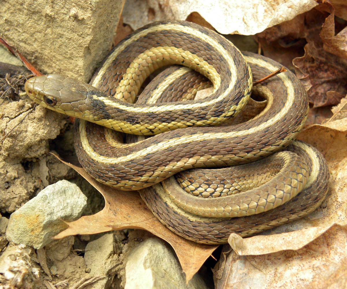 Thamnophis sirtalis sirtalis Wooster