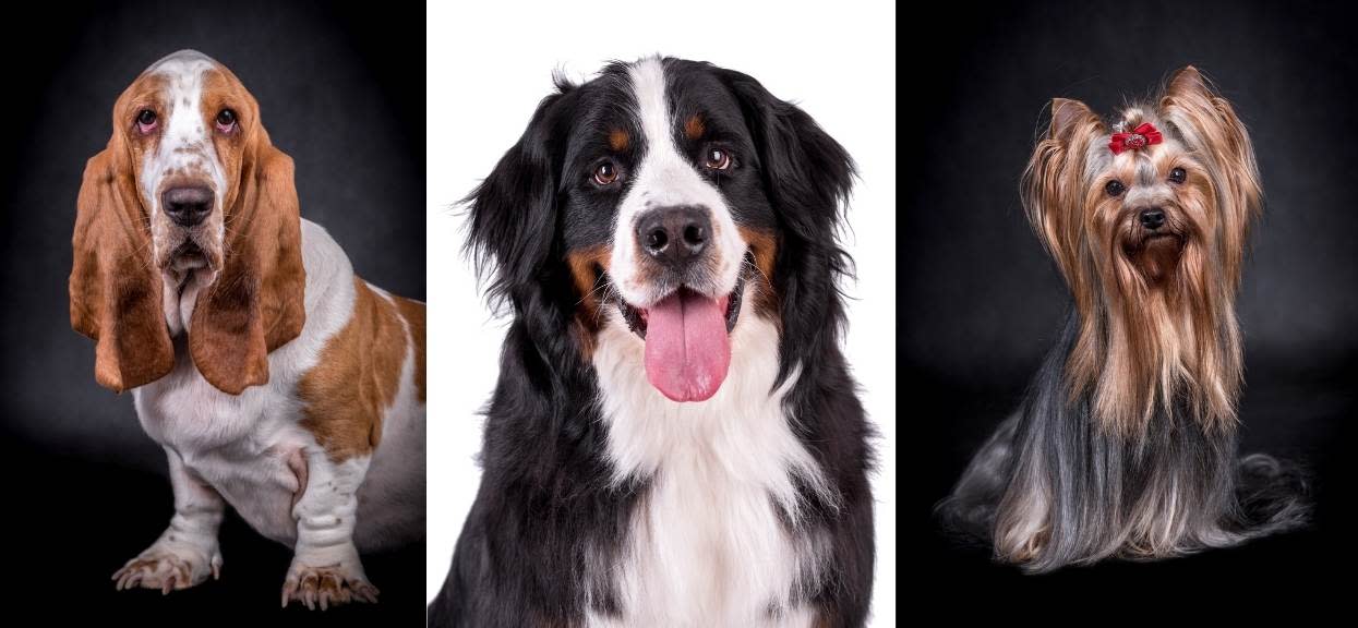 psie portrety