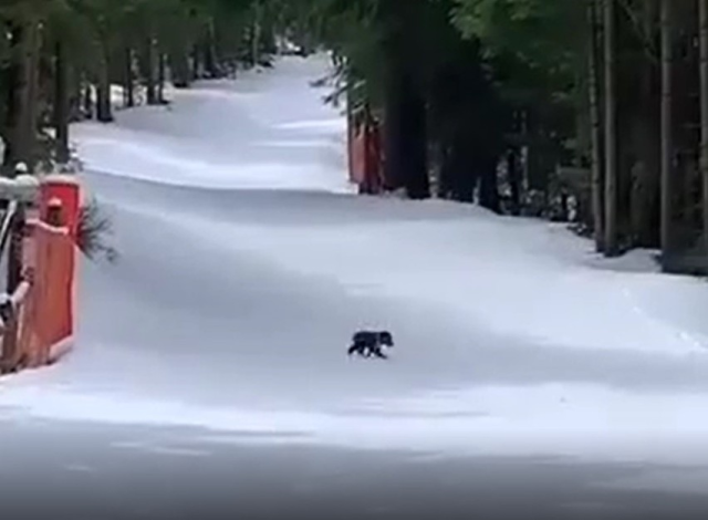 Niedźwiadek z Tatr