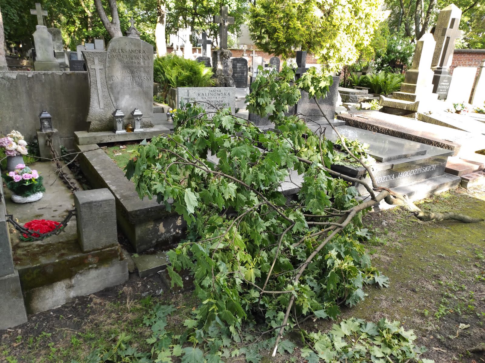 Tuż obok grobu Mariusza Dmochowskiego leży wielka oderwana gałąź. Gdyby spadła kilka centymetrów dalej, mogłaby zniszczyć pomnik aktora. 