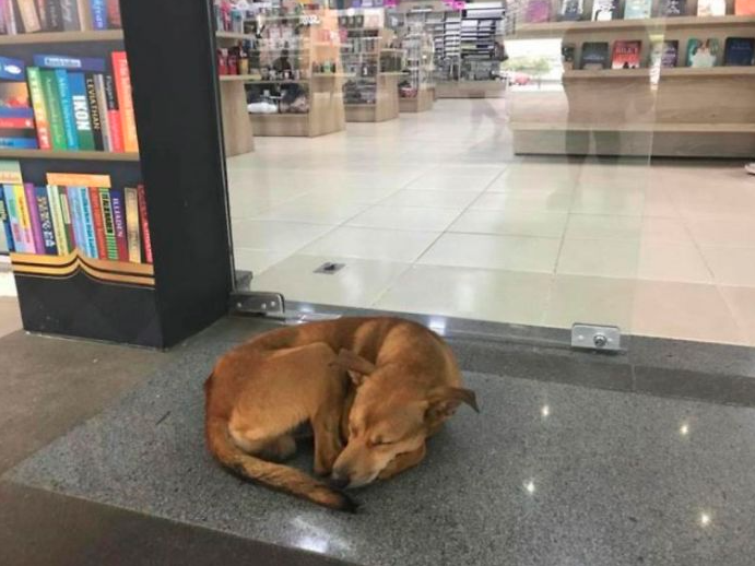 pies w księgarnie