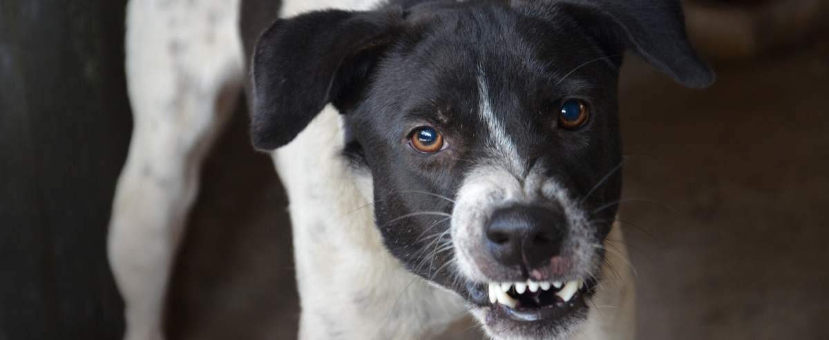 Wścieklizna u psa: objawy, leczenie i zapobieganie