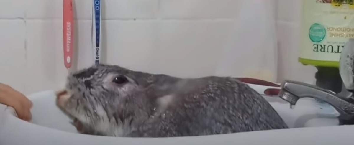 królik w kąpieli