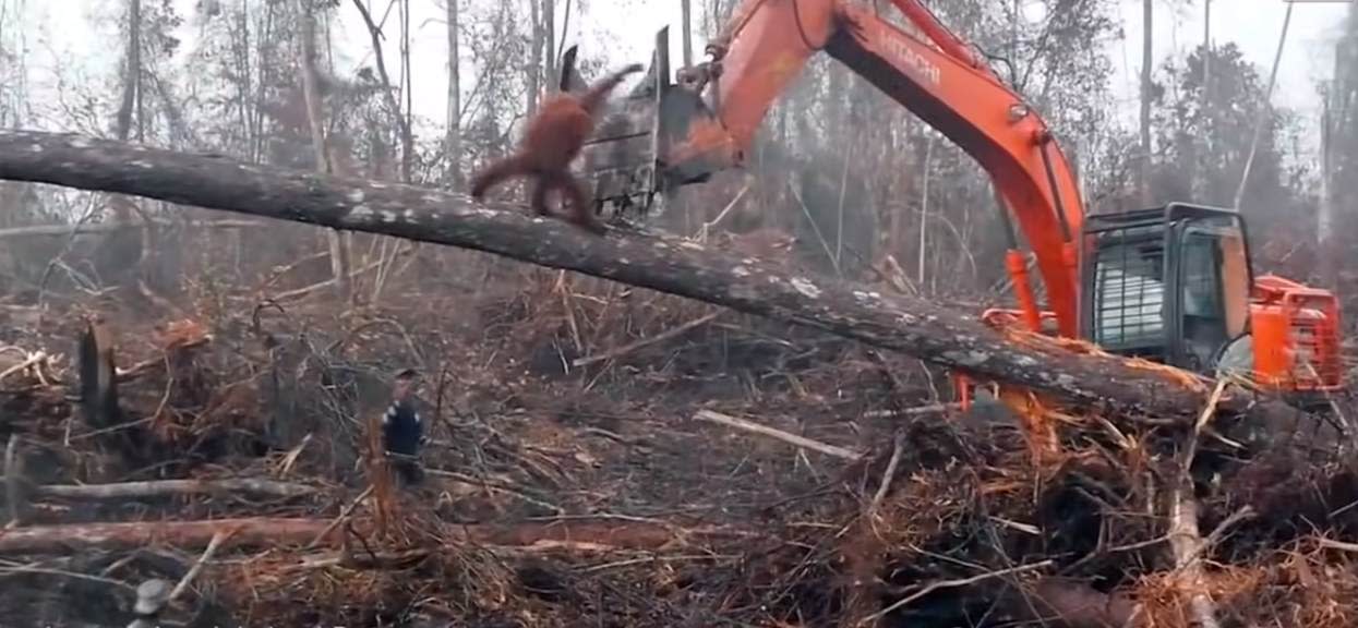 orangutan broni się przed buldożerem