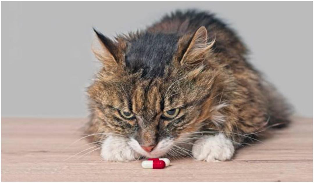Jak podać kotu tabletkę? 5 sposobów, które powinien znać każdy kociarz