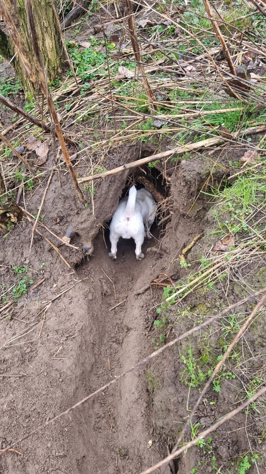 jack russell terrier demon