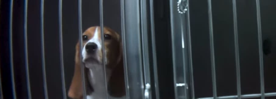 beagle w klatce