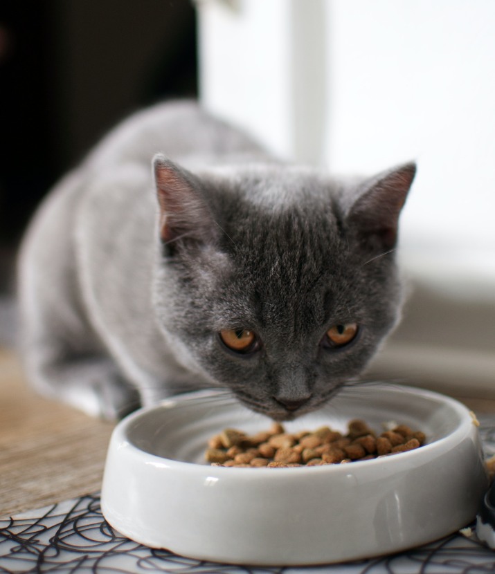 Czy koty mogą jeść z jednej miski Zasada, których nie należy łamać (1)