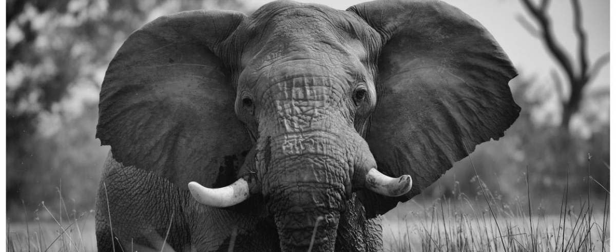 Zdjęcie podglądowe  - słoń