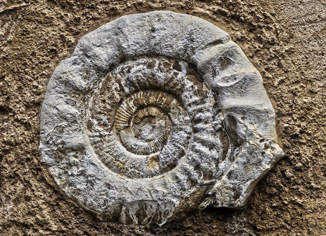 Skamielina - ammonit
