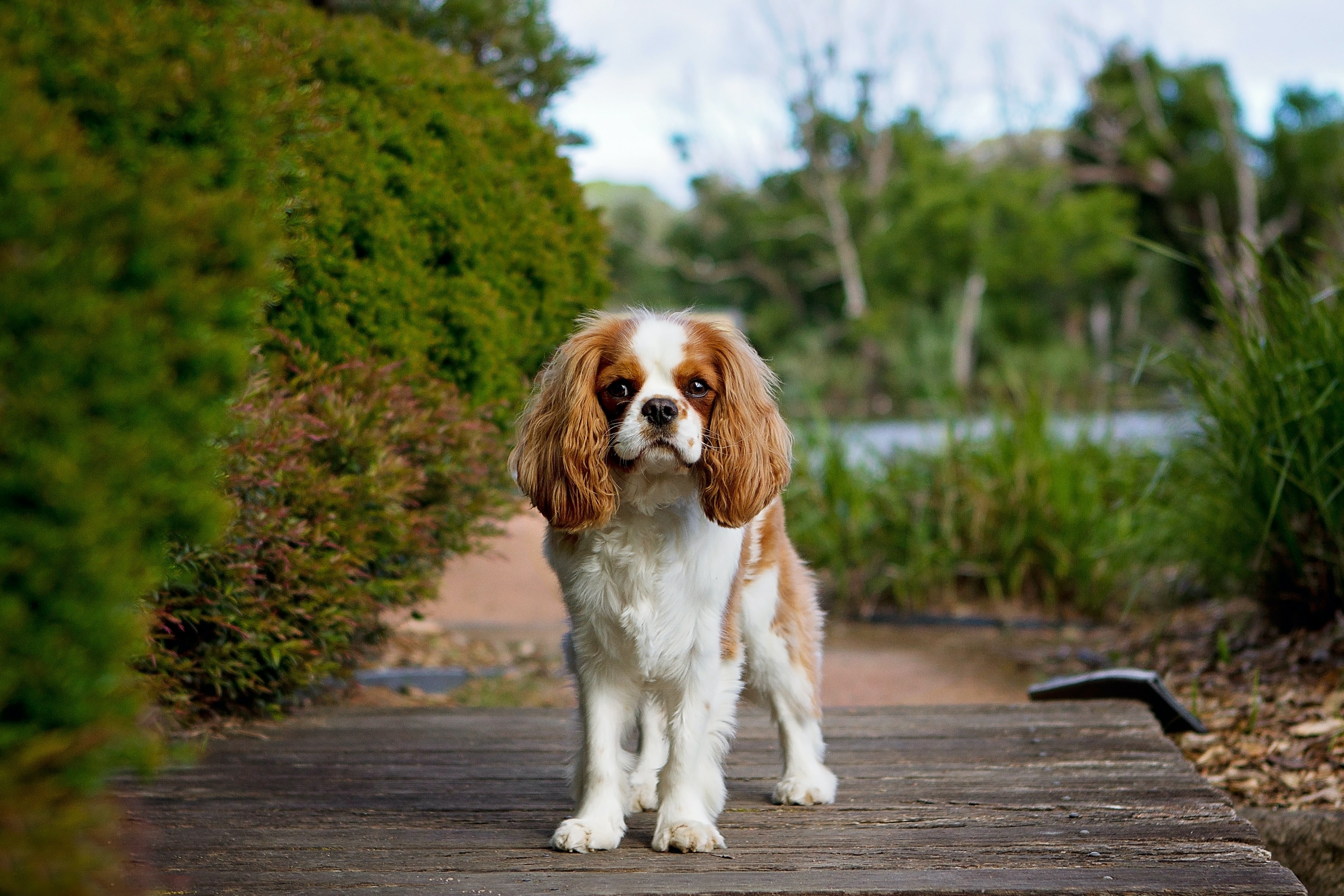 Cavalier king charles spaniel