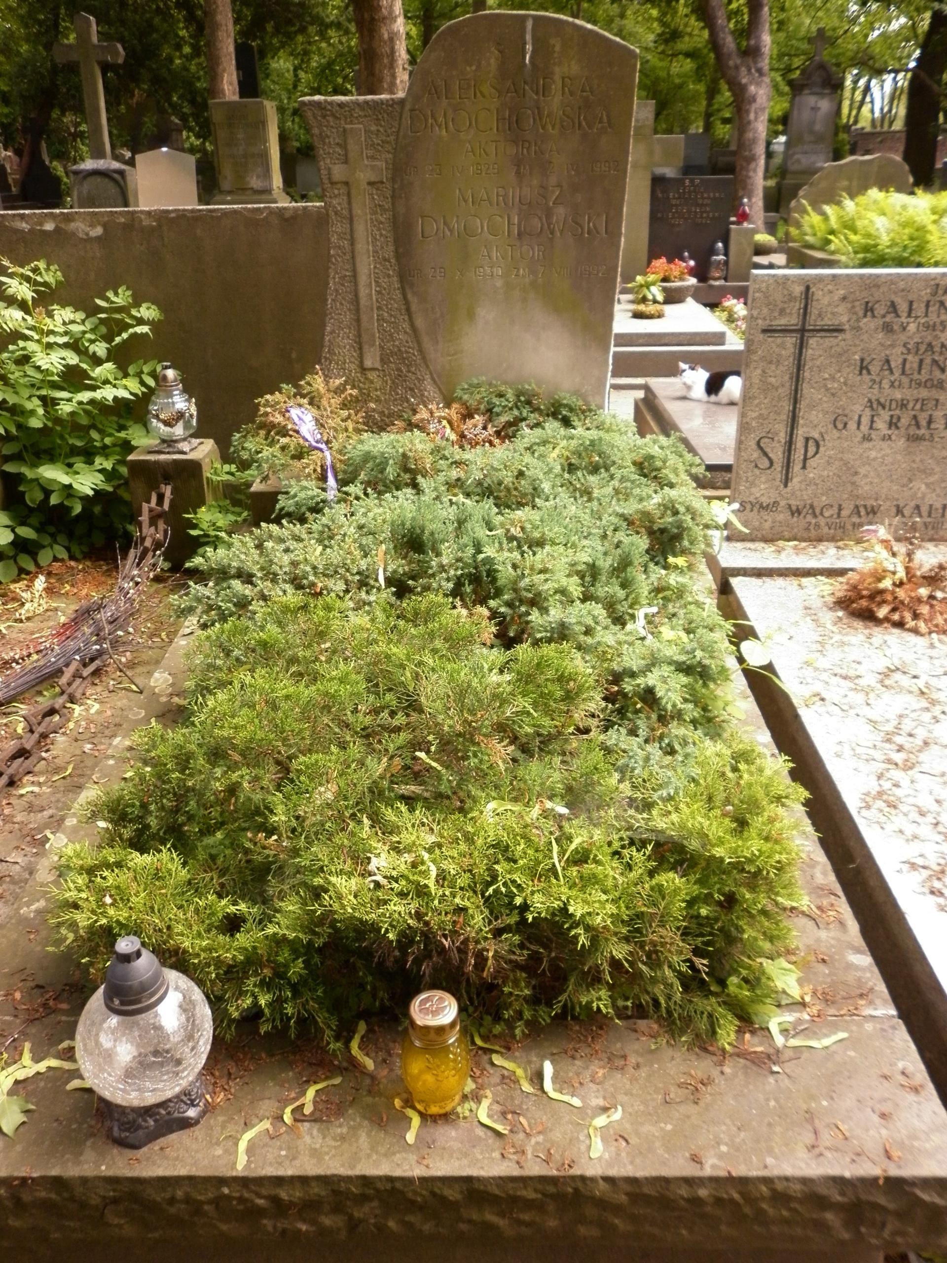 Jeszcze jakiś czas temu odwiedzający grób Mariusza Dmochowskiego mogli zobaczyć na nim piękny iglasty krzew. Dziś nie ma już po nim najmniejszego śladu. 