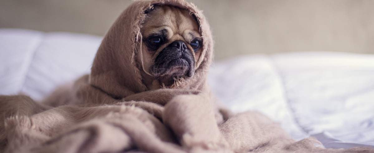 Przeziębienie u psa: przyczyny, objawy i leczenie