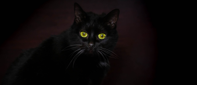 kot ze świecącymi oczami