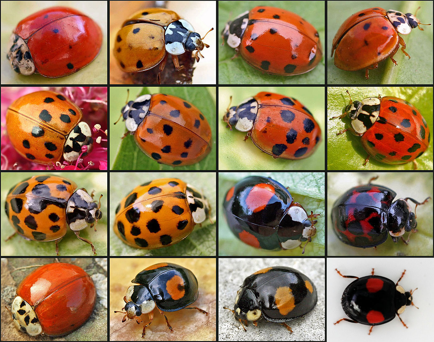 Harmonia axyridis01