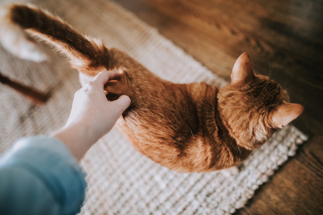 Migać każdy może. Kot mieszkający z niesłyszącym opiekunem nauczył się języka migowego (1)
