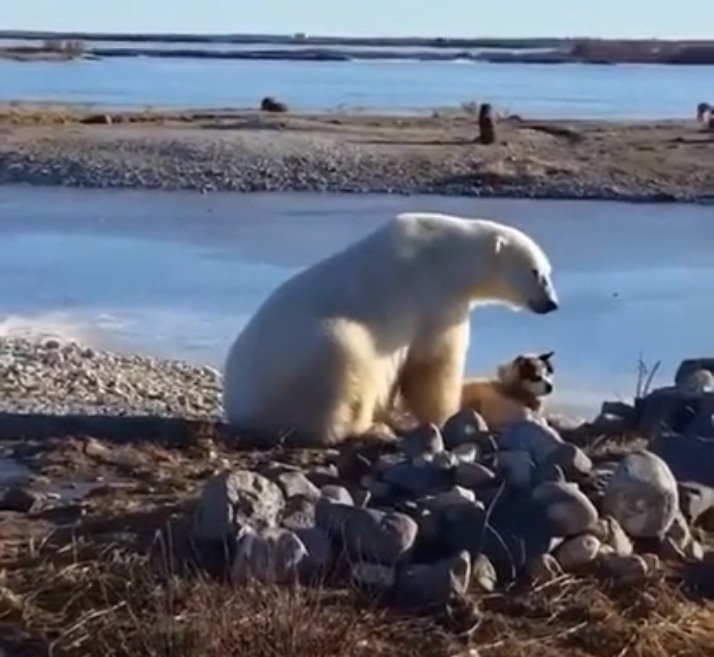 niedźwiedź polarny husky