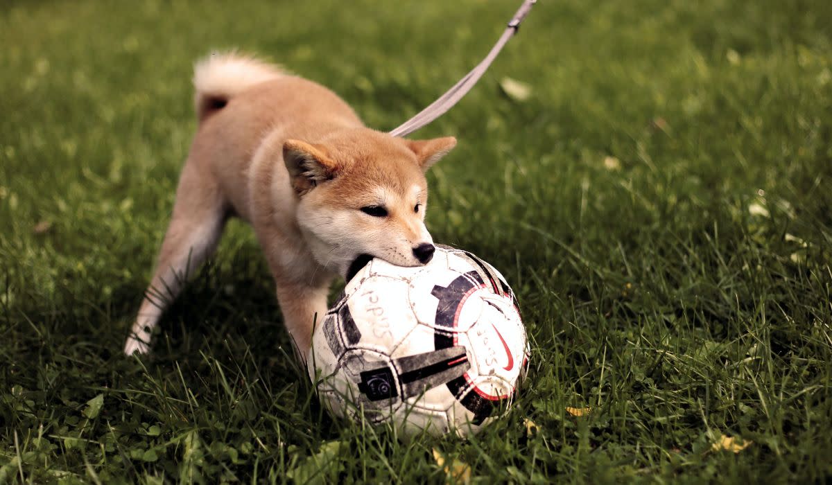 Pies z piłką; fot. unsplash/Luiza Sayfullina