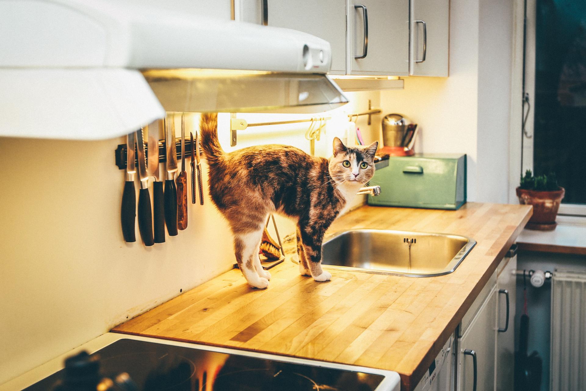 kot w kuchni