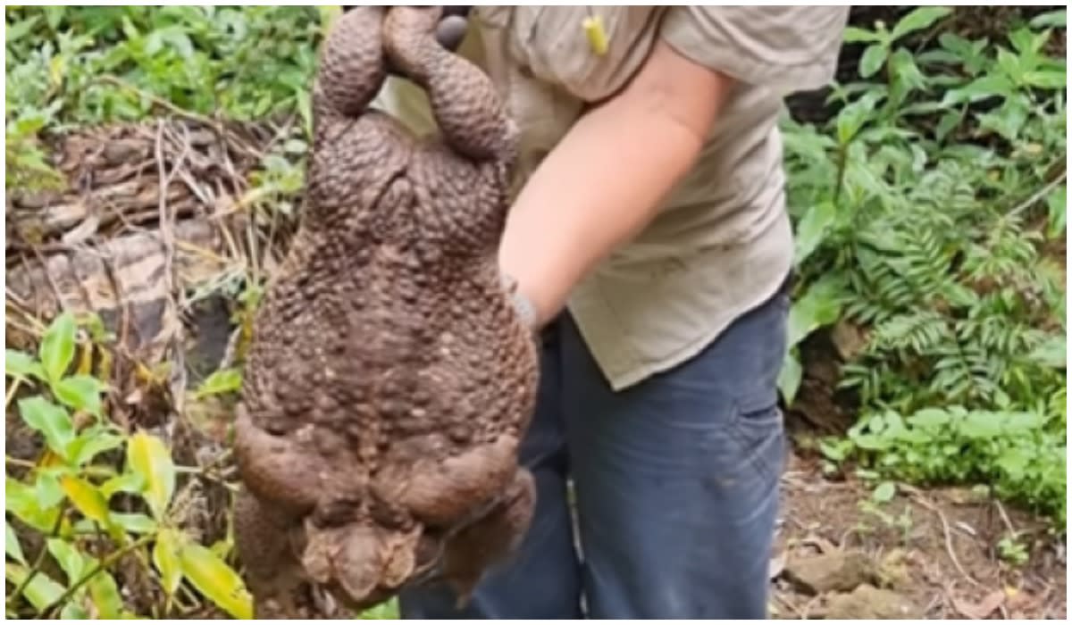 "Ropuchodzilla" schwytana w Australii. Ważące 2,7 kg monstrum zostało uśpione
