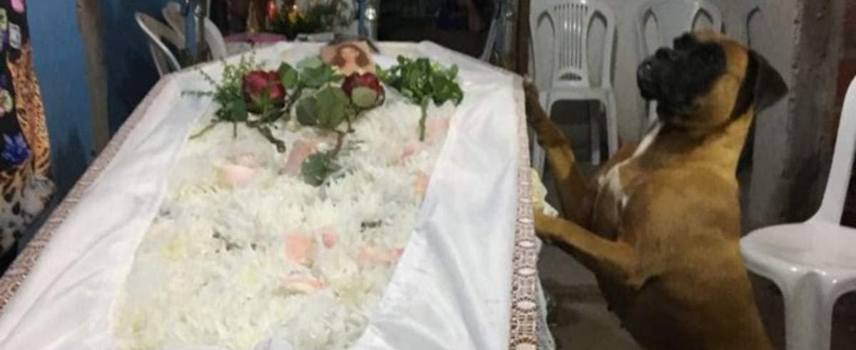 Suczka zrobiła niesamowitą rzecz na pogrzebie swojej pani