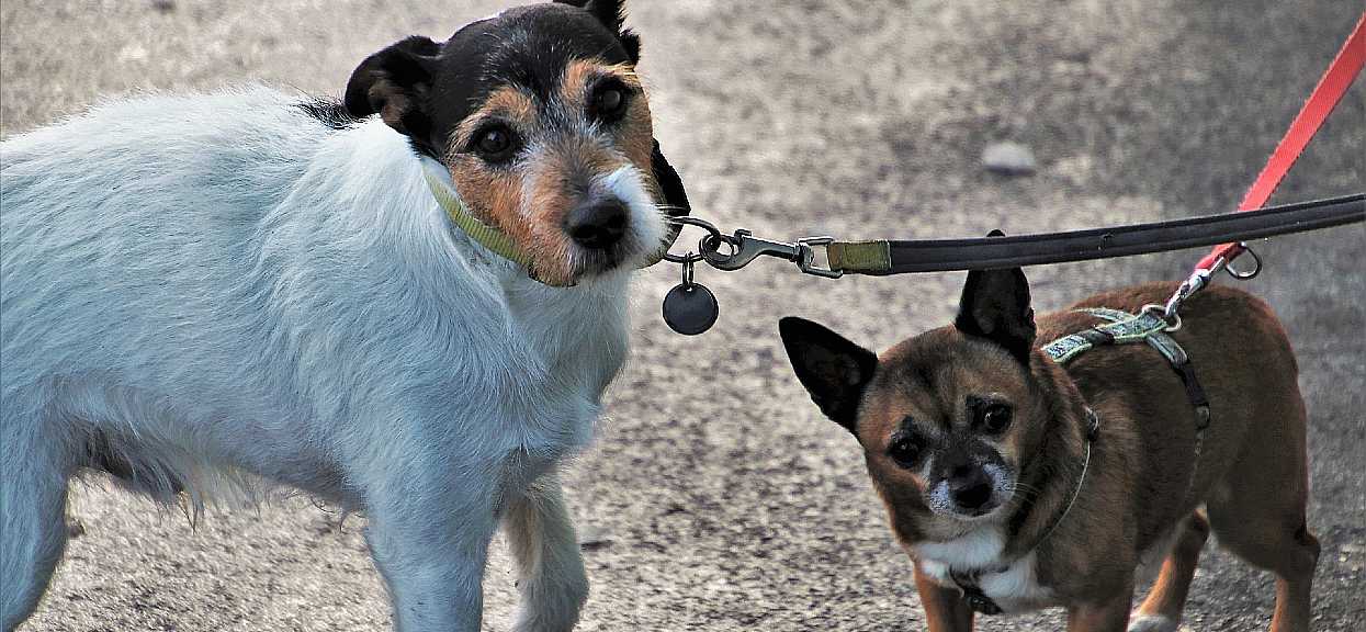 Spacer z psem podczas epidemii koronawirusa powinien być wyjątkowo ostrożny