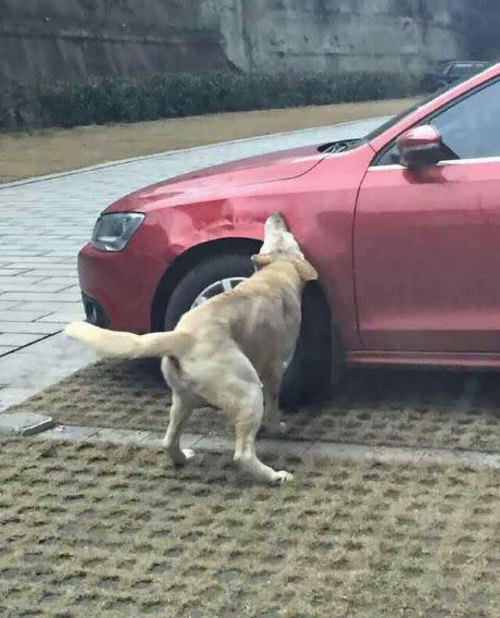 Bezdomne psy atakują samochód3