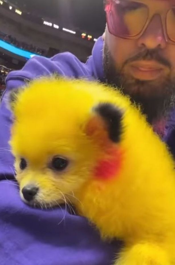 Przefarbował swojego psa, by wyglądał jak Pikachu. Z dumą popisywał się zwierzakiem, Żyjemy w wolny