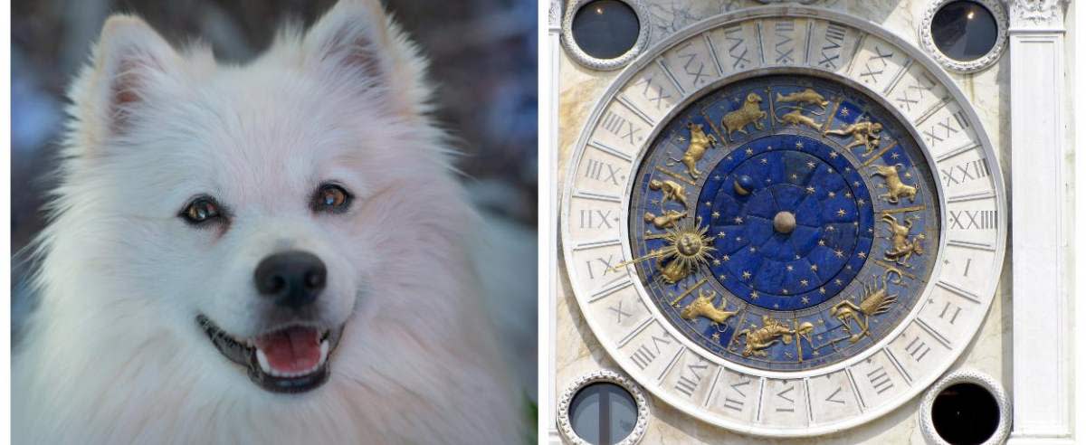 Rasa psów a znak zodiaku