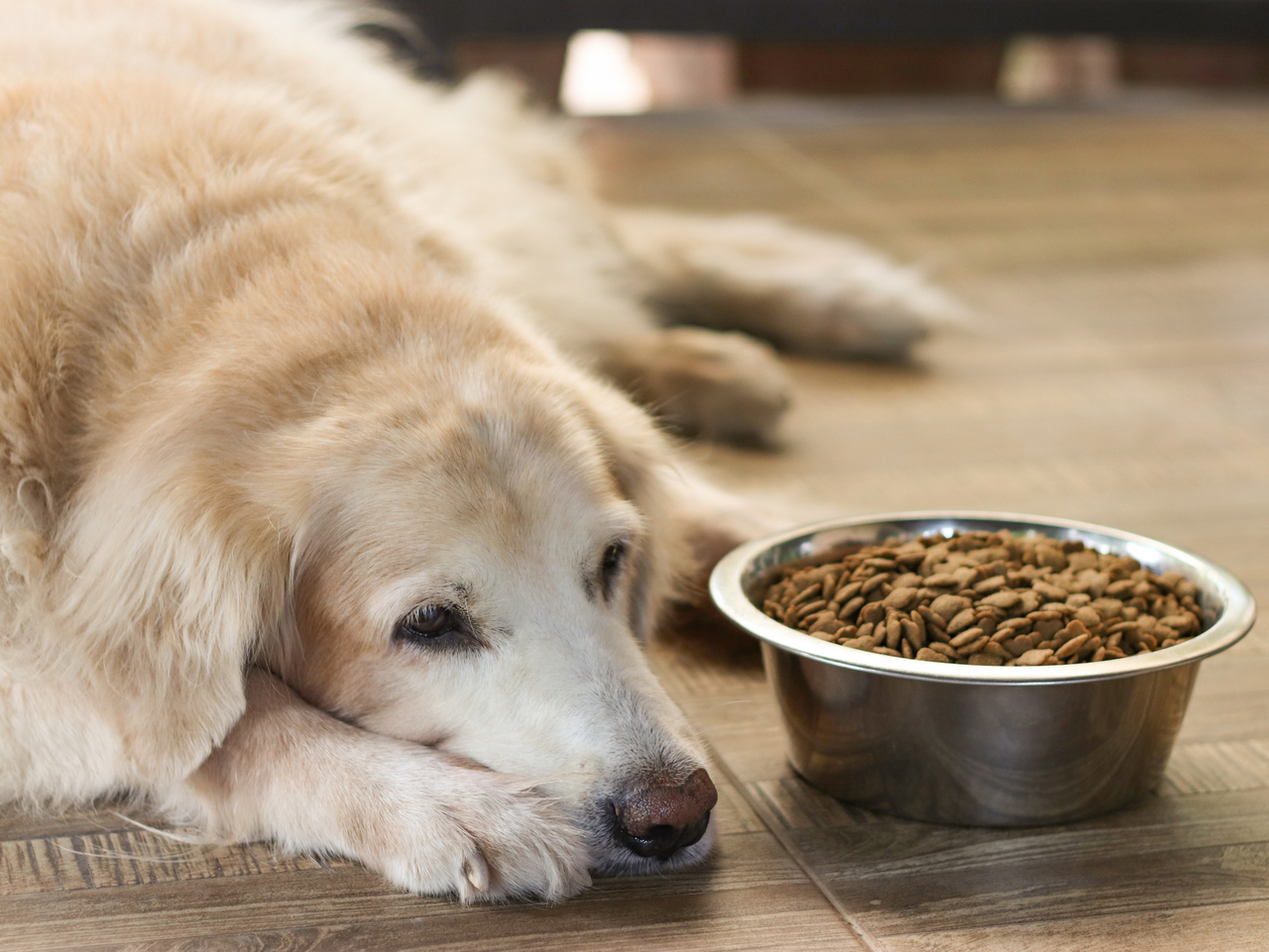 Metalowa miska dla psa może zmieniać smak karmy