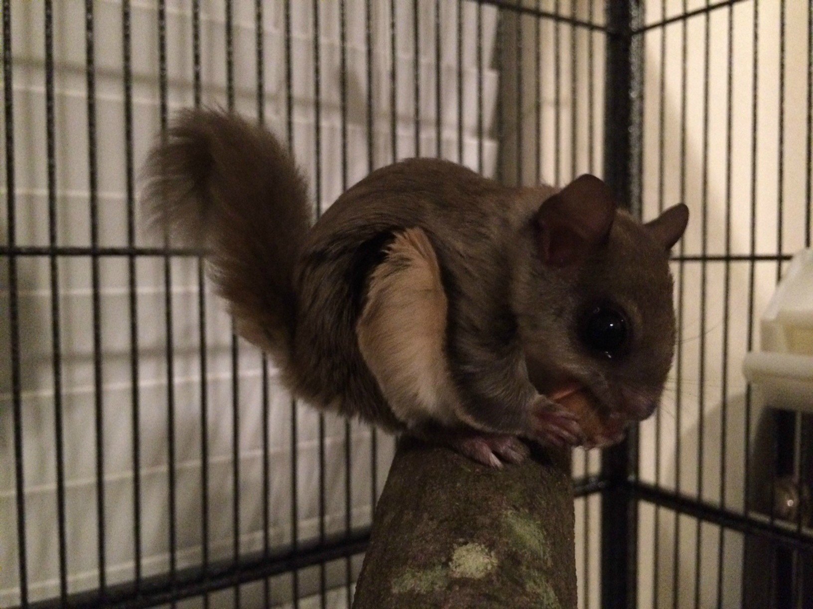 A-Southern-Flying-Squirrel