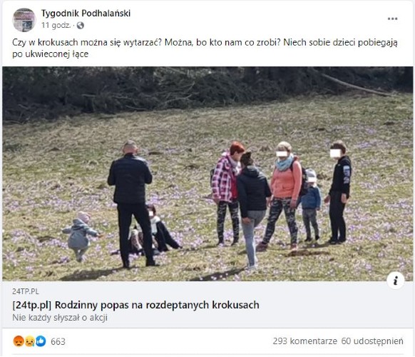 Rodzina w Tatrach deptała krokusy