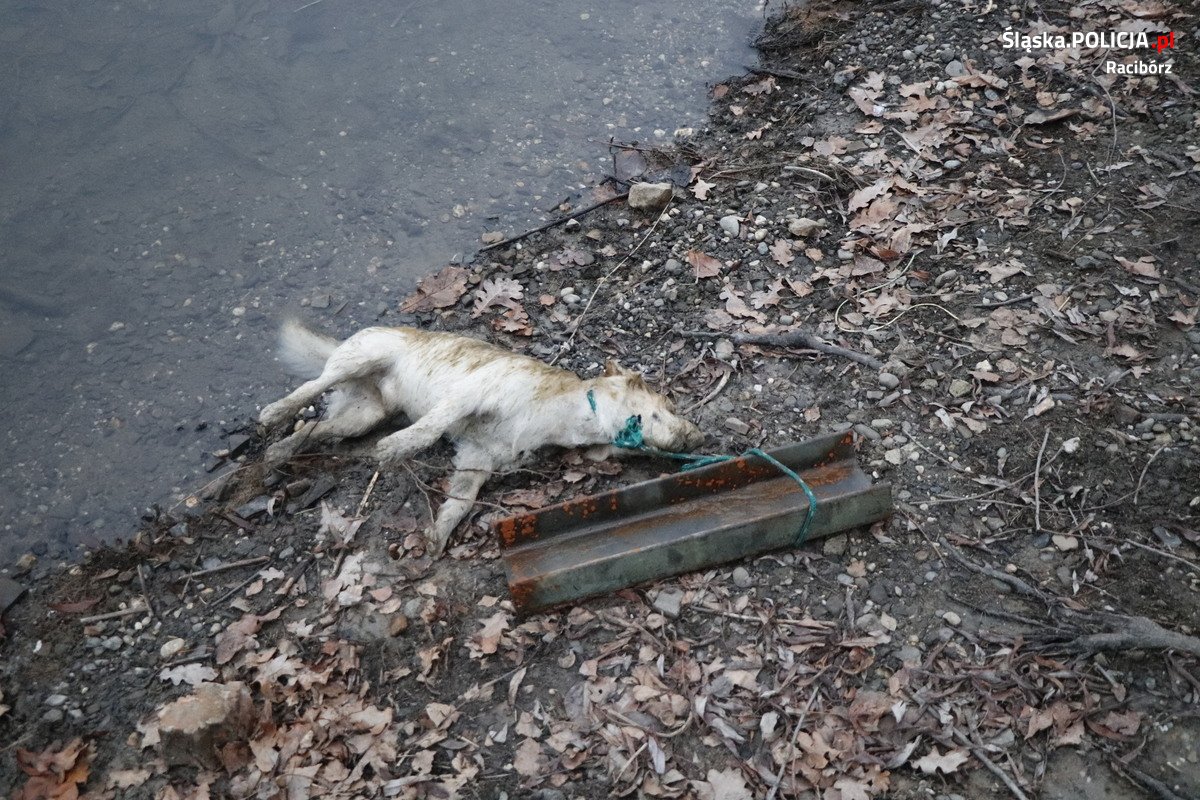 Pies znaleziony w zbiorniku wodnym