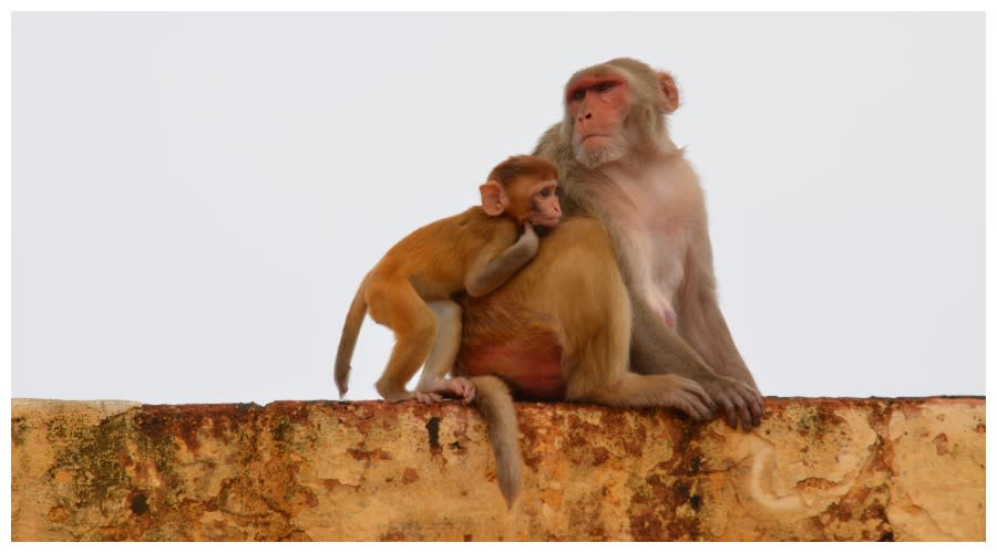 Zdjęcie ilustracyjne: Małpy