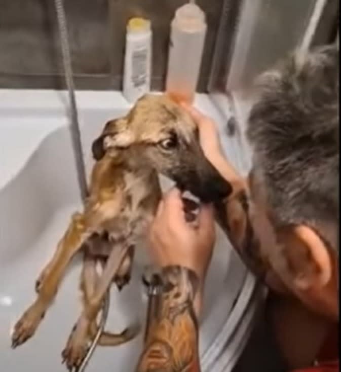 Pies w fatalnym stanie zostaje po raz pierwszy wykąpany. Trudno opanować wzruszenie (3)