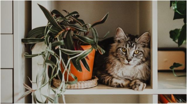 Rośliny trujące dla kota: czy masz je w domu?